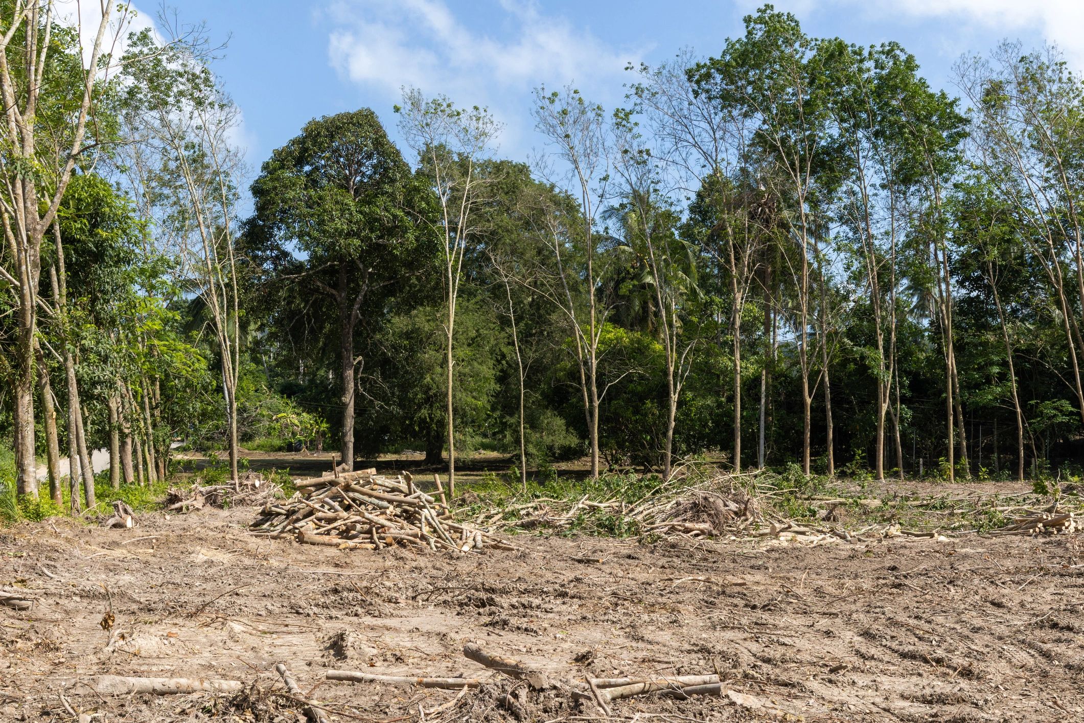 Cleared land prepared for the next phase of work